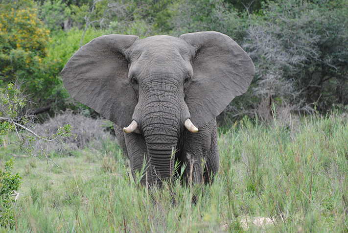 Thornybush Collection